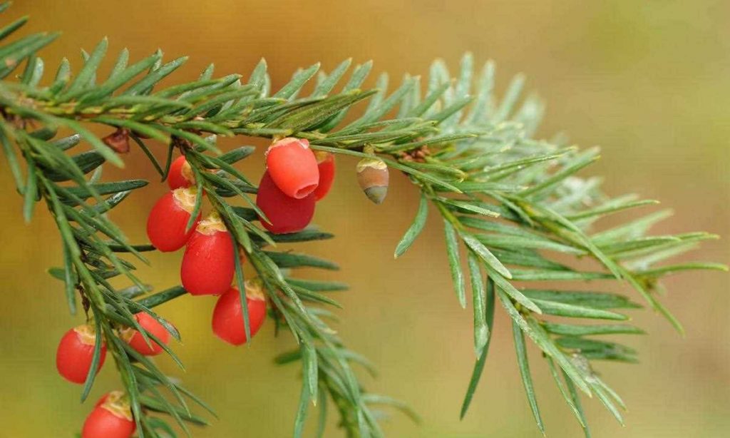 Taxus cuspidata seed