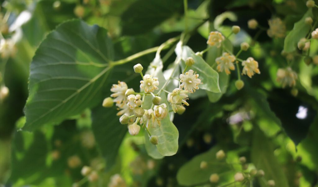 Tilia tomentosa seed