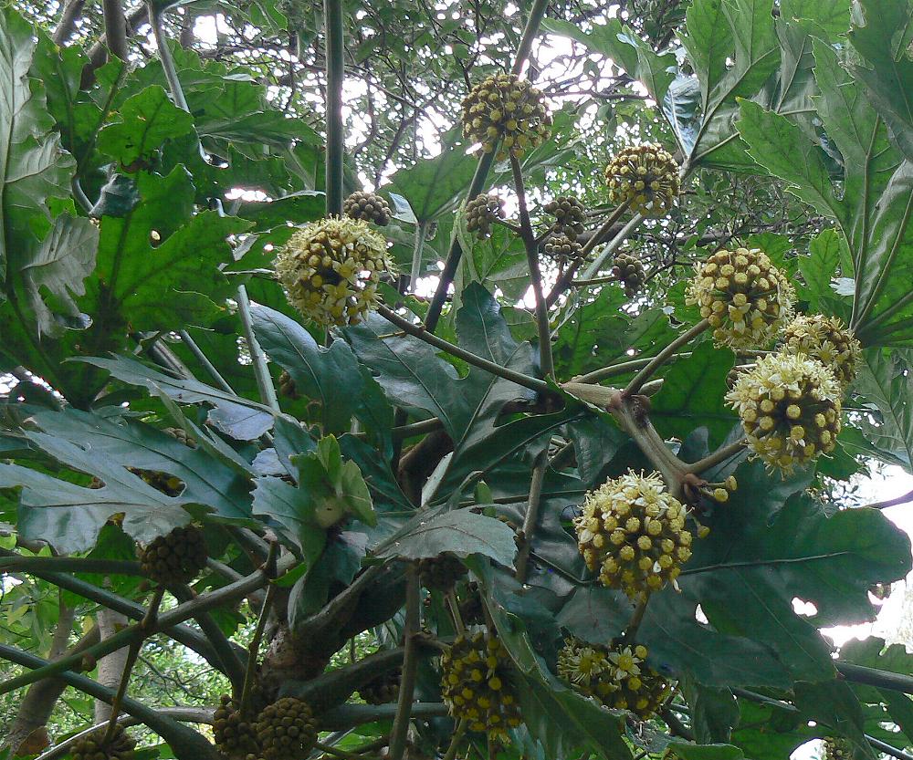 Trevesia palmata seed