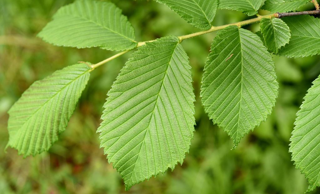 Ulmus laevis seed