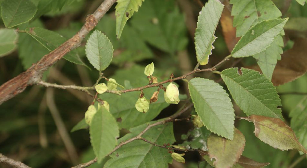 Ulmus minor seed