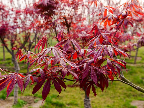 Acer serrulatum seed