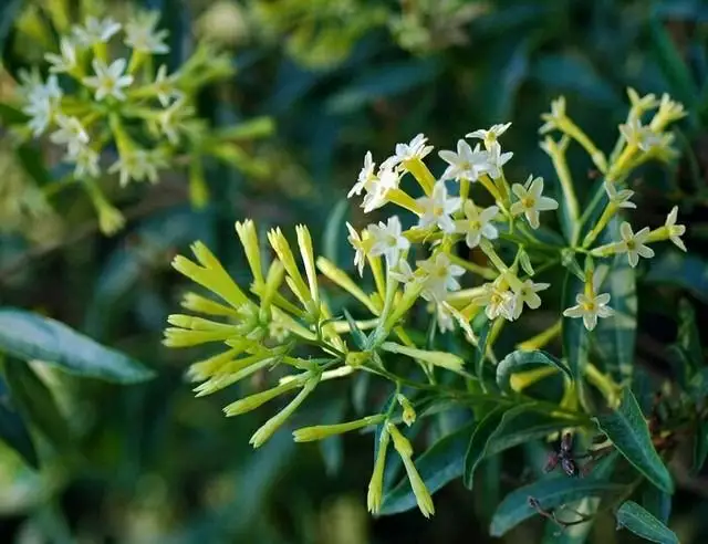 Cestrum parqui seed