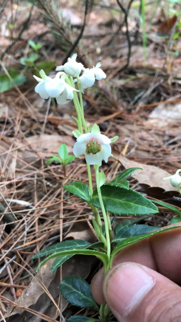 Chimaphila japonica seed