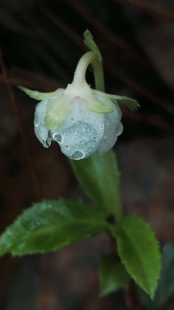 Chimaphila umbellata seed