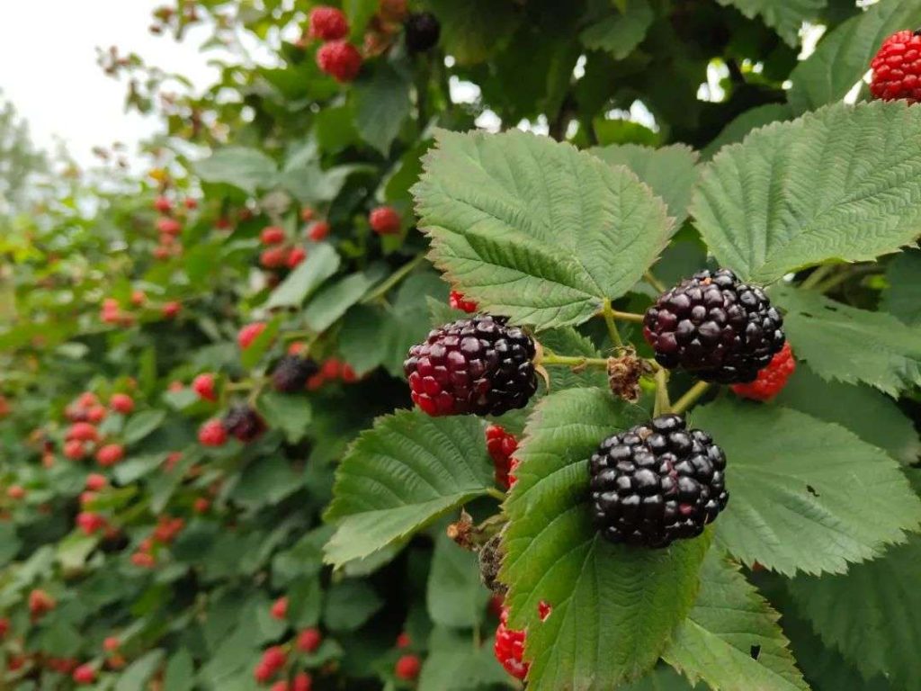 Chinese blackberry seed