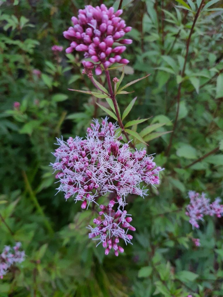 Eupatorium fortunei seed