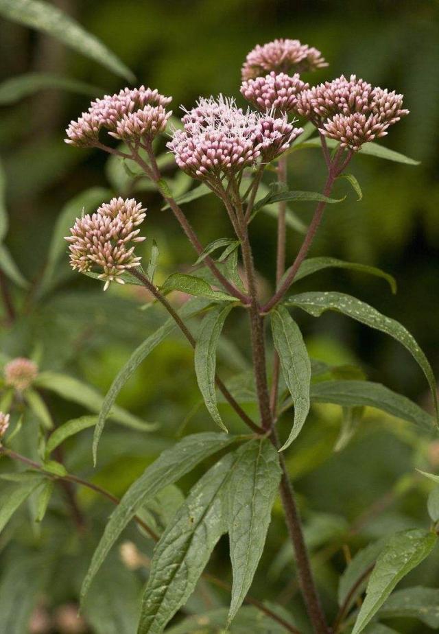 Eutrochium Maculatum seed