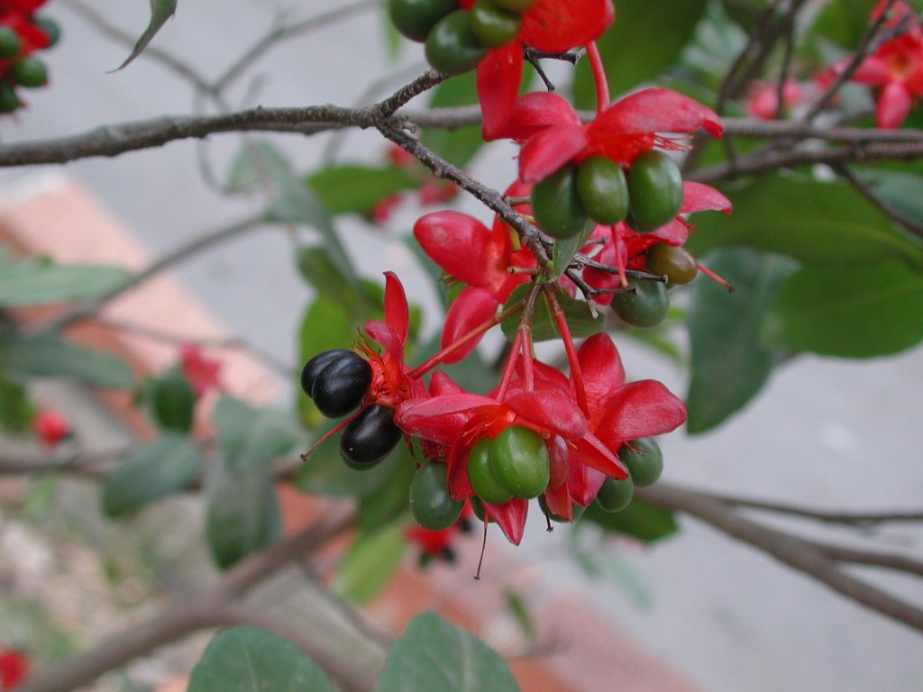 Ochna thomasiana seed