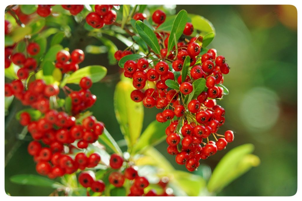 Pyracantha coccinea seed