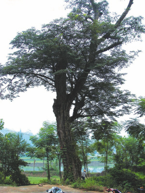 Pterocarpus santalinus Red Sandalwood SEED