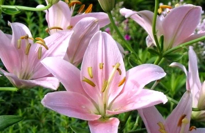 LILY seed Garden
