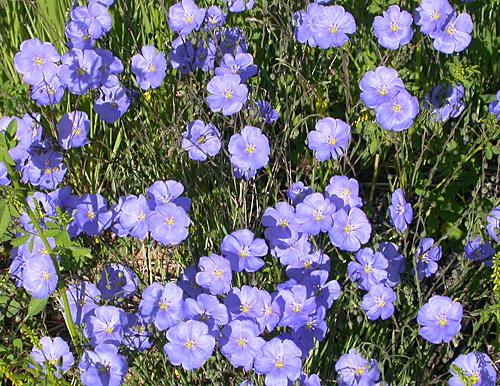 Blue Flax Linum perenne