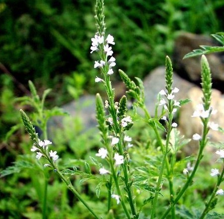 Vervain Verbena officinalis