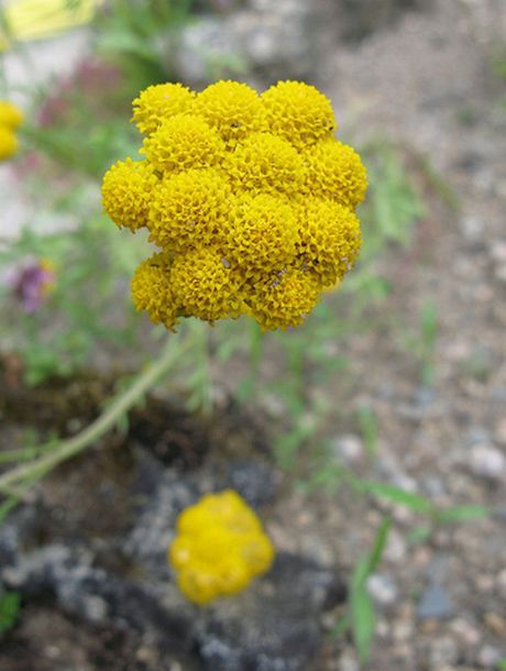 Gelber Leberbalsam seed