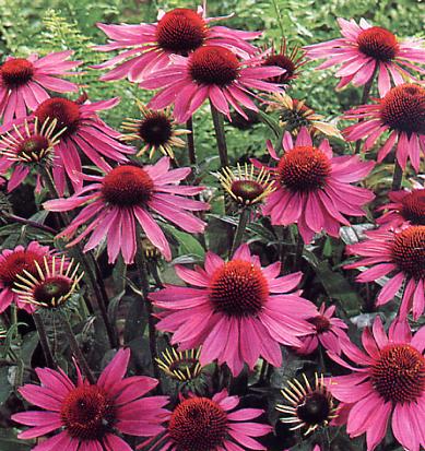 Echinacea purpurea