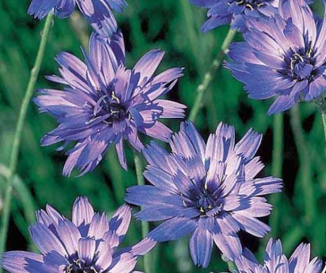 Cupid Dart  Catananche caerulea