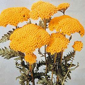 Yellow Yarrow Achillea filipendulina 'Cloth of Gold' 