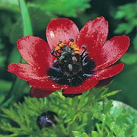 Adonis aestivalis seed