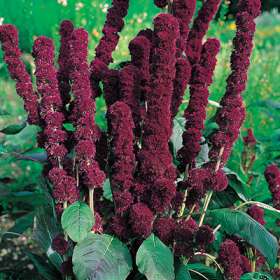 Amaranthus caudatus Love-Lies-Bleeding 