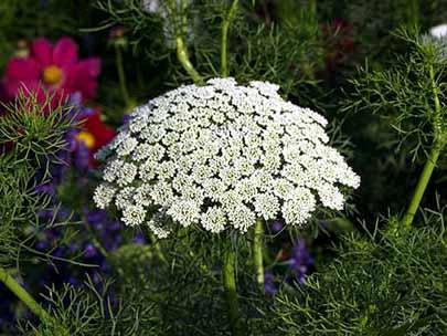 Laceflower Ammi majus