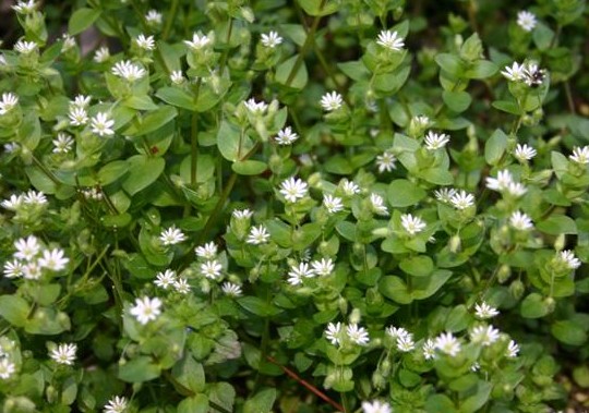 Chickweed Stellaria media