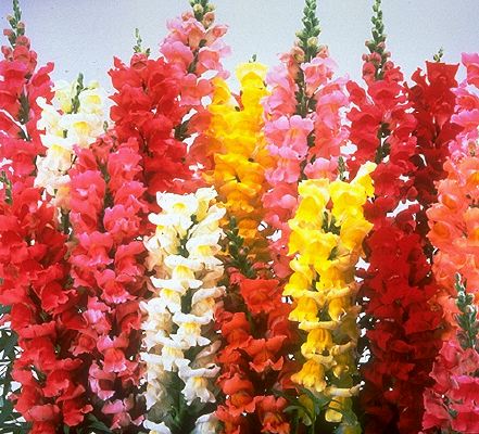 SNAPDRAGON GIANT TETRA Antirrhinum majus