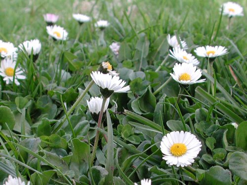 English Daisy Bellis perennis 