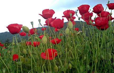 Corn Poppy Papaver rhoeas