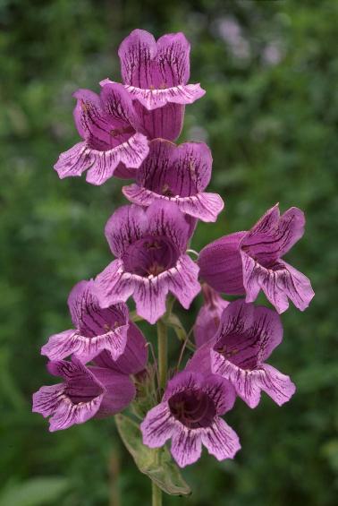 Penstemon barbatus seed