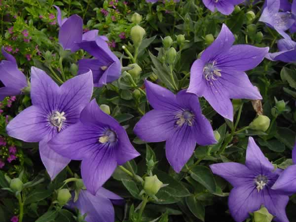 Balloon Flower Platycodon grandiflorus