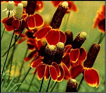 Ratibida columnifera Yellow Coneflower 