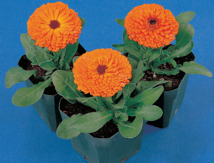 Calendula officinalis Calypso Series  Orange/Dark Eye