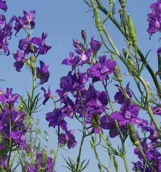 Larkspur Consolida orientalis