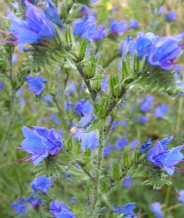 Viper Bugloss Echium vulgare Blueweed