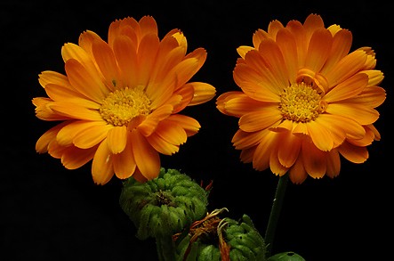 Calendula officinalis 