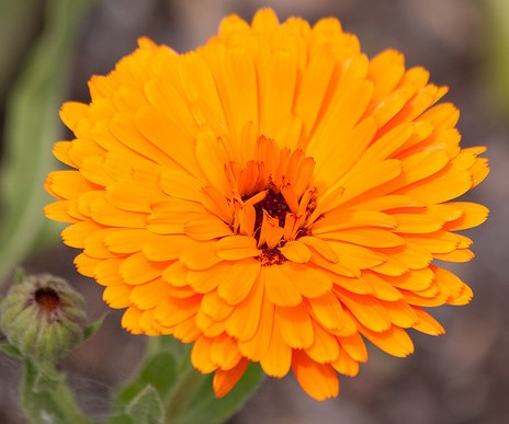 Calendula officinalis 'Erfurter Orangefarbige' 