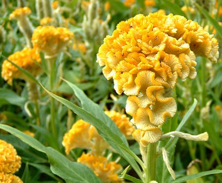 Cockscomb Celosia cristata (Childsii)