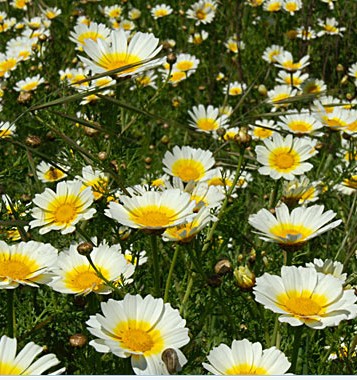 Garland chrysanthemum seed