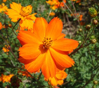 Kenikir Cosmos sulphureus