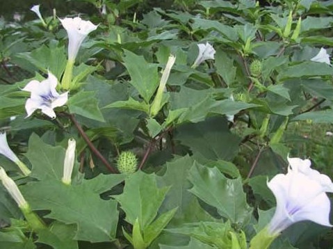 Stramonium Datura stramonium China