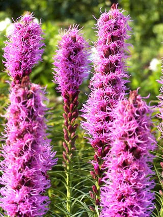 Gayfeather Liatris spicata