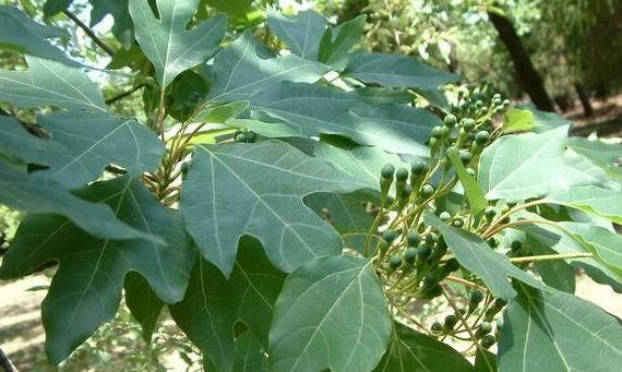 Sassafras tzumu tree seed