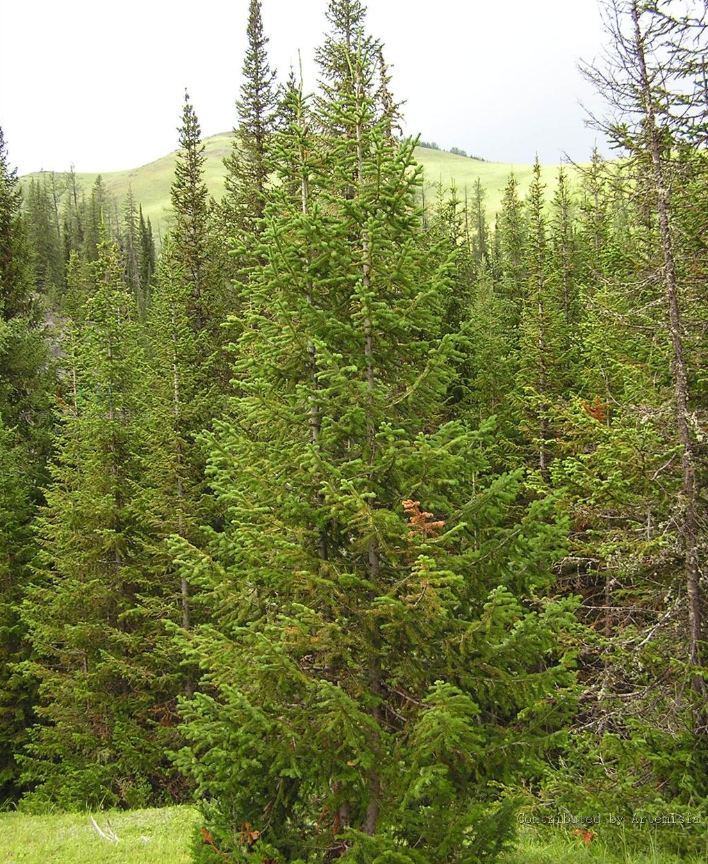 Abies nordmanniana seed