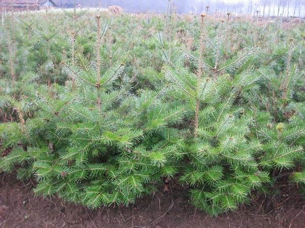 Abies procera seed