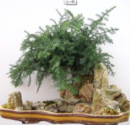 Araucaria Heterophylla Seeds Zhong Wei Horticultural Products Company Top Quality Plant Seeds Vegetables Trees Herbs