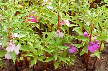 Balsam Impatiens balsamina