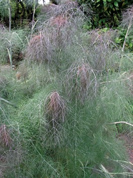 Bronze Fennel Seed Foeniculum Vulgare Zhong Wei Horticultural Bronze Fennel Seed Foeniculum Vulgare