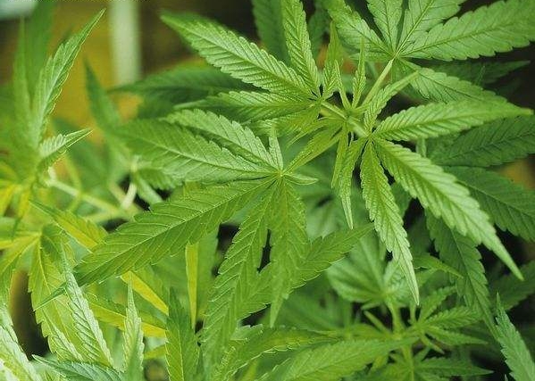 Cannabis sativa seed
