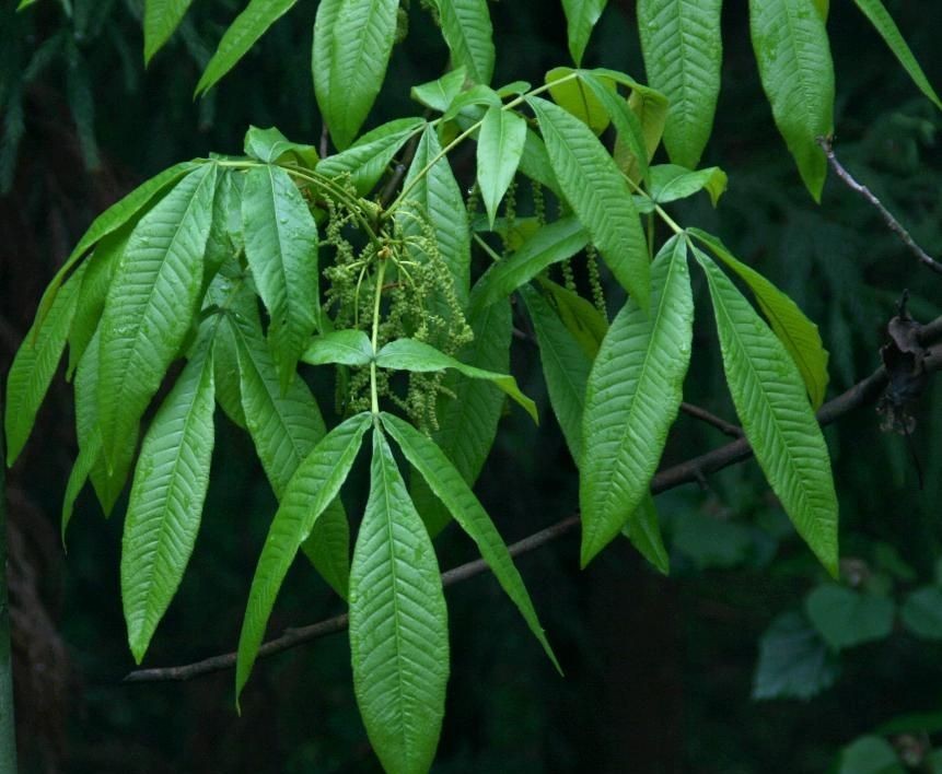 Carya glabra seed